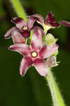 Maroon Carolina milkvine